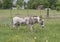 White and brown paint donkey in Ennis, Texas