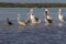 White and brown pelicans and cormoran sunbathing in the river.