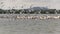 White and brown pelicans in the Danube delta in Romania