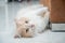 White and brown persian cat with a cute face