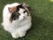 White-brown persian cat purebred looking at her owner, laying on artificial turf with fluffy hairy fur skin kitten, yellow bright