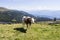 White, brown piebald cow on an Austrian Alp in summer time.