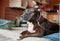 White and brown pitbull sitting on a couch