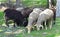 White and brown rams eating grass