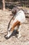 White brown schmitar horned oryx