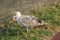 White brown seagull close up