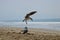 White and brown seagull in flight at the beach with wings fully spread