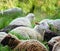 White and brown sheep lying on green grass