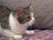 White and brown shorthair plump domestic cat
