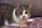 White and brown shorthair plump domestic cat