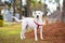 White with brown spots hound mix enjoying a walk