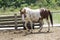 White and brown spotted horse