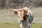 White and brown spotted Longhorn calf