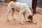 White and brown stray dog eating remains of chicken meat dinner on dusty road