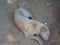 White and brown stray dog â€‹â€‹lying on the sand