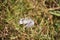 A white and brown striated feather from a waterbird is lying on the green grass near the lake.