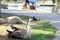 White brown swan resting