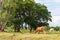 White and brown Thai cows graze near a large tree