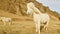 White brown three Icelandic horses stands by mountain isolated in sunny day by ring road