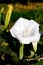 White Brugmansia (Datura metel)