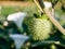 White Brugmansia (Datura metel) seeds.