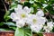 White Brugmansia Insignis