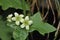 White Bryony