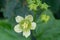 White bryony bryonia alba flower