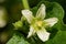 White bryony bryonia alba flower