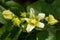 White bryony bryonia alba flower