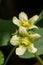 White bryony bryonia alba flower