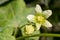 White bryony bryonia alba flower