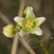 White bryony flower