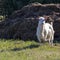 White buck, male goat in sustainable organic farm with green fields