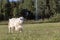 White buck, male goat in sustainable organic farm with green fields under blue sky