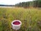 White bucket with red cranberries in the swamp by the lake.