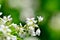 White Buckwheat flowers