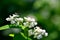 White Buckwheat flowers