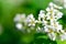 White Buckwheat flowers