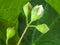 White bud of Honeysuckle plant close up