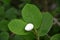 White bud of a magnolia of Zibold (Magnolia sieboldii)