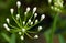 White budding Agapanthus