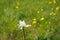 White budding ox-eye daisy bloom as seen from the side