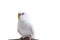 The white budgerigar bird