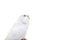 The white budgerigar bird