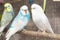 The White Budgerigar in the cage