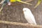 White Budgerigar in the cage