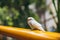 White budgie resting on an orange rail