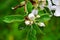 White buds of Apple flowers. A branch of a flowering Apple tree after the rain. Large raindrops on the flower buds. It`s spring.