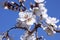 White buds on a branch against blue sky